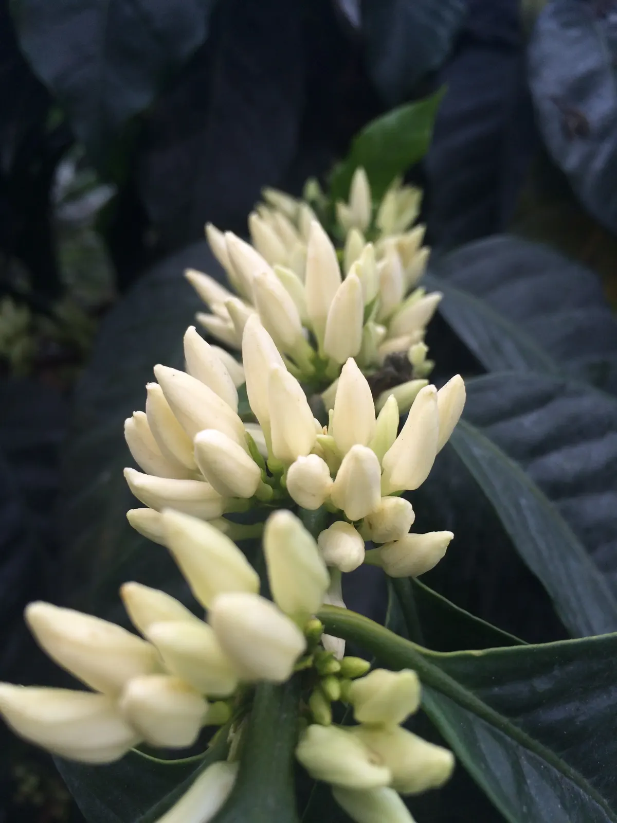 Flower buds about to open at the Culpan farm