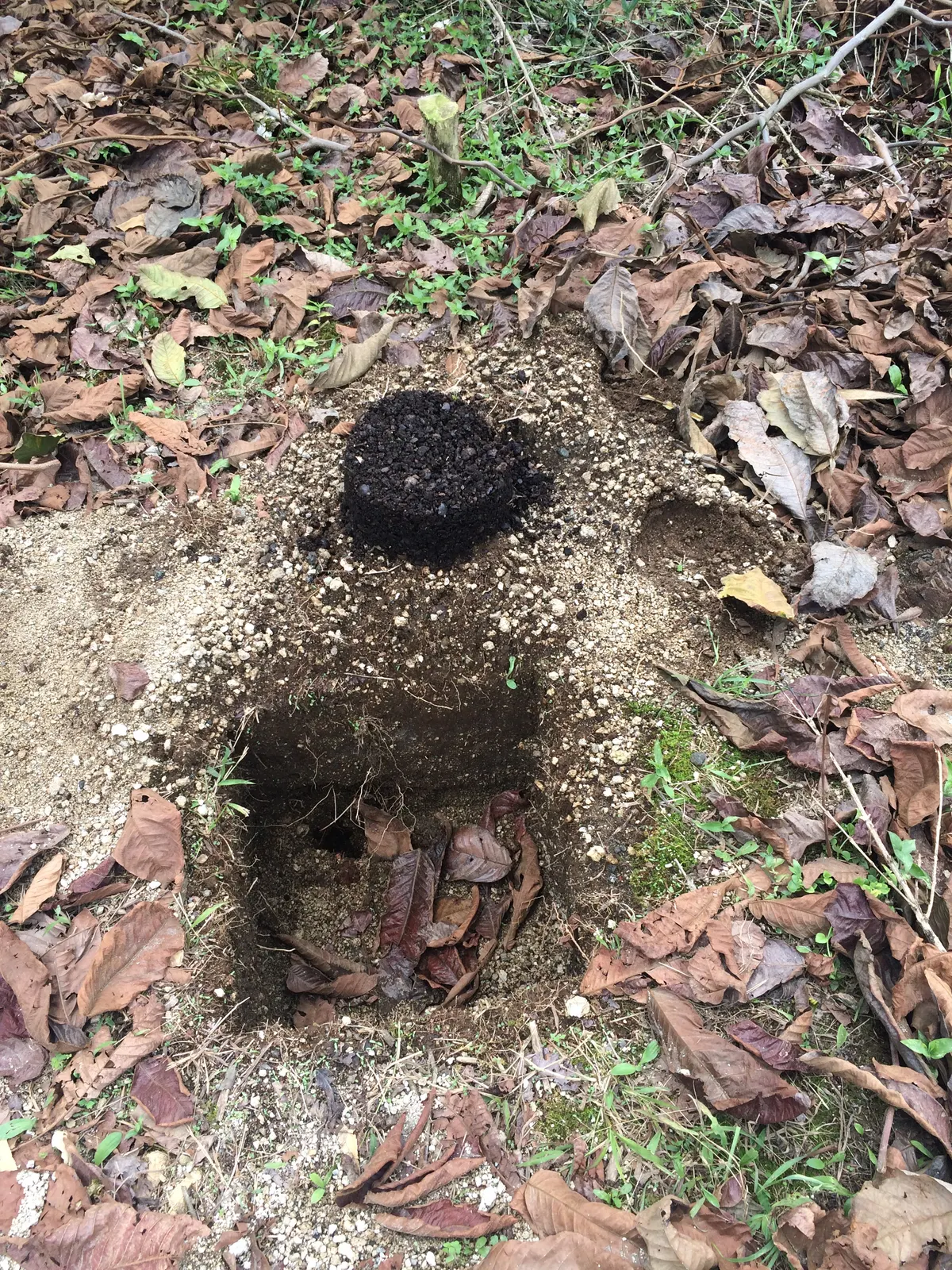Vivero de cafe de Culpan protegido bajo helechos