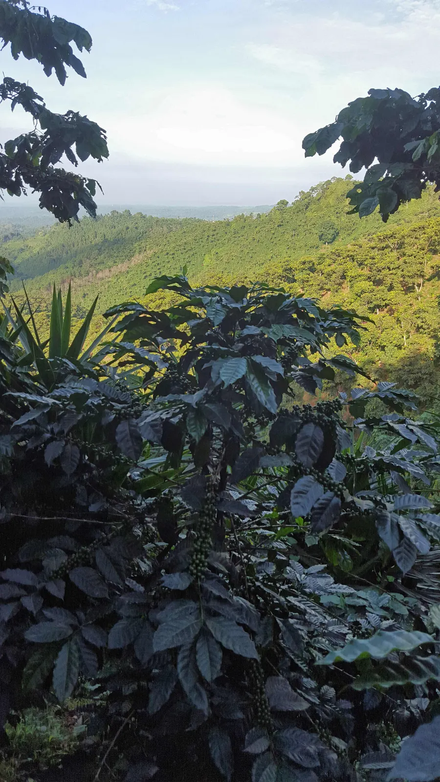 Cultivo en ladera con vista a las montanas en Culpan