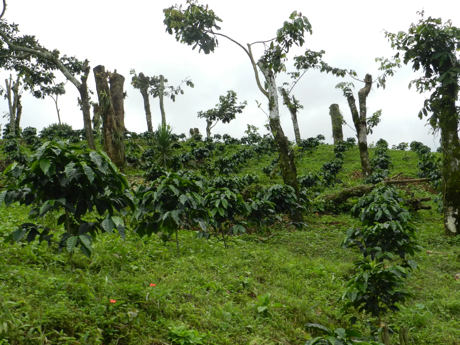 Cafetal de Culpan bajo densa sombra natural