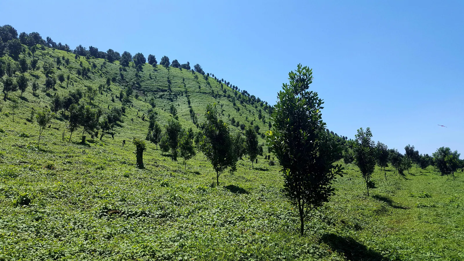 Arbol joven de macadamia en Culpan
