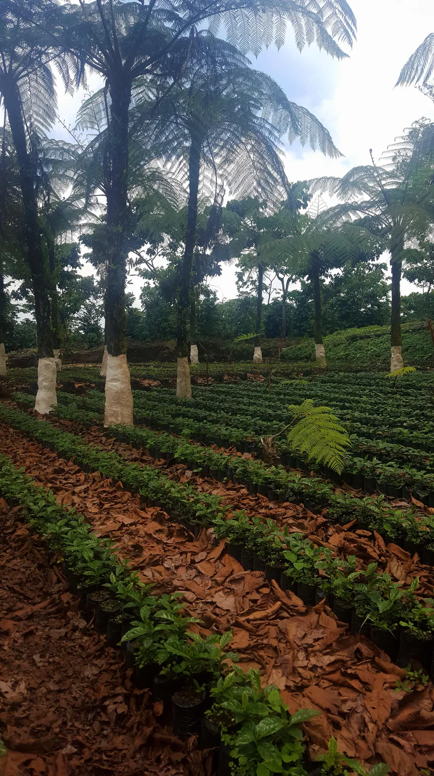 Vivero de plantas de cafe bajo helechos en Culpan