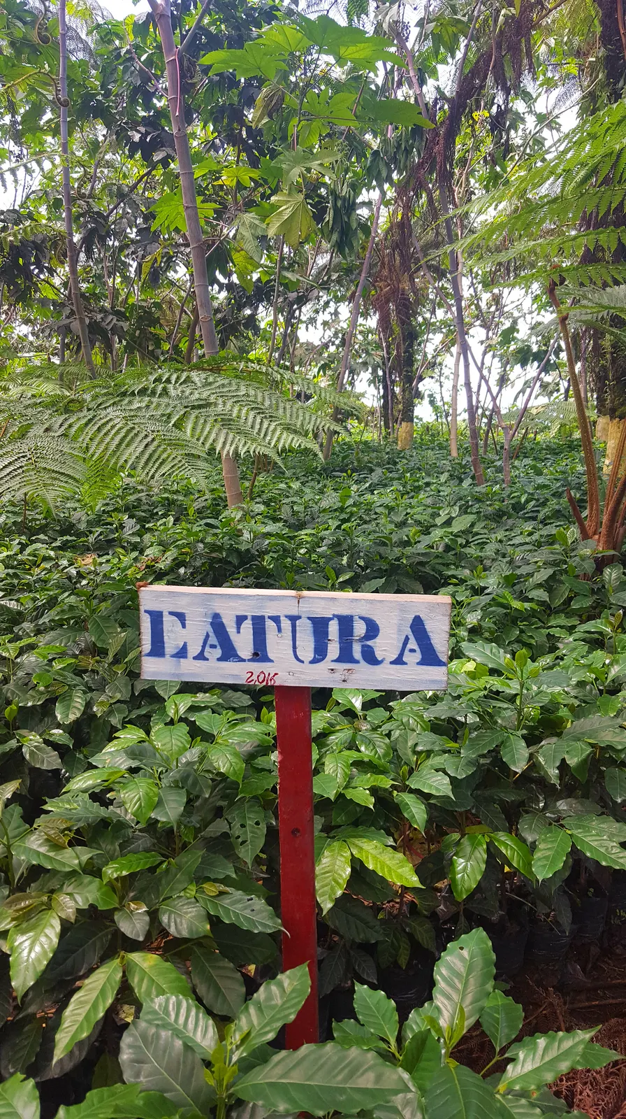 A variety marker among the plants at the Culpan farm