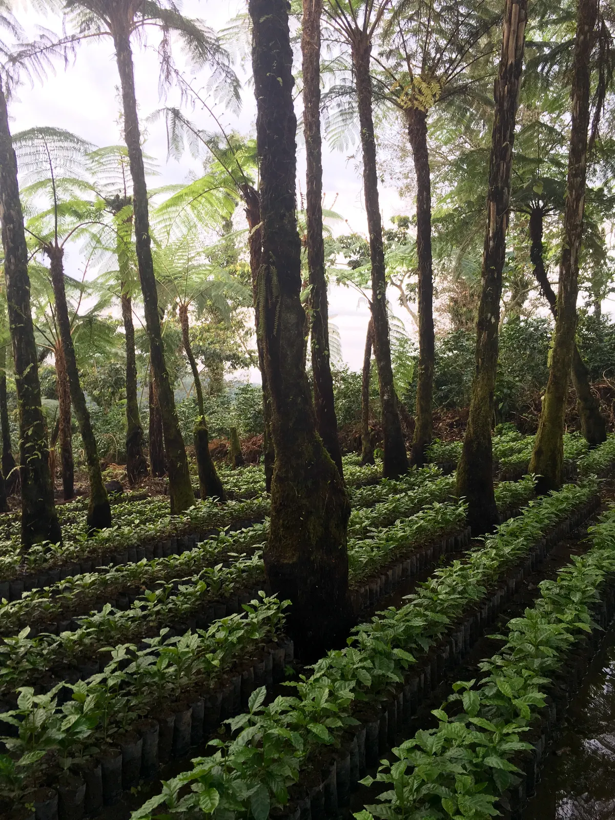 Vivero de cafe de Culpan protegido bajo helechos