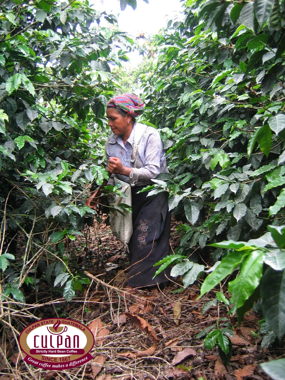 A worker harvesting coffee among the plants at Culpan