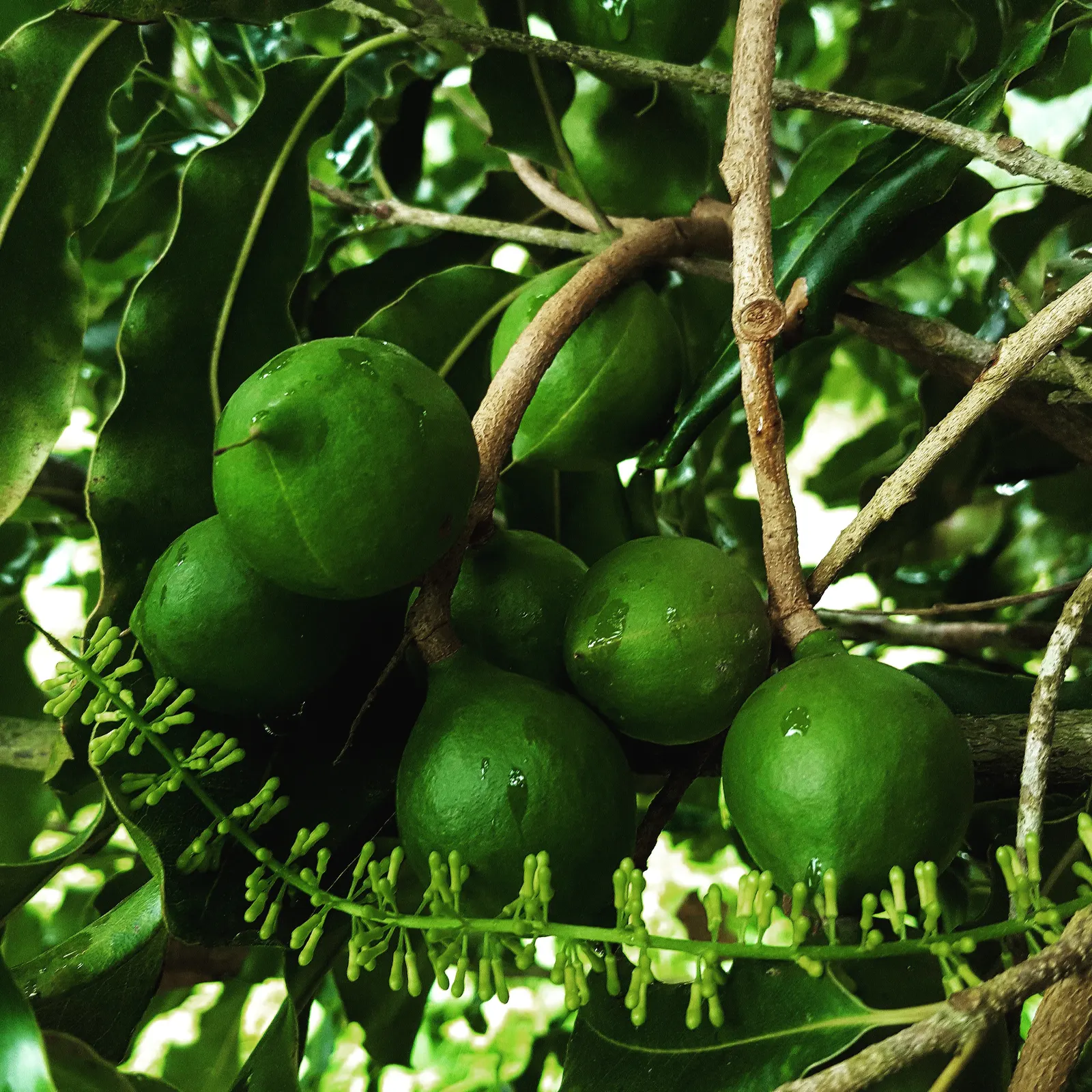 Arbol de macadamia cargado de nueces en Culpan