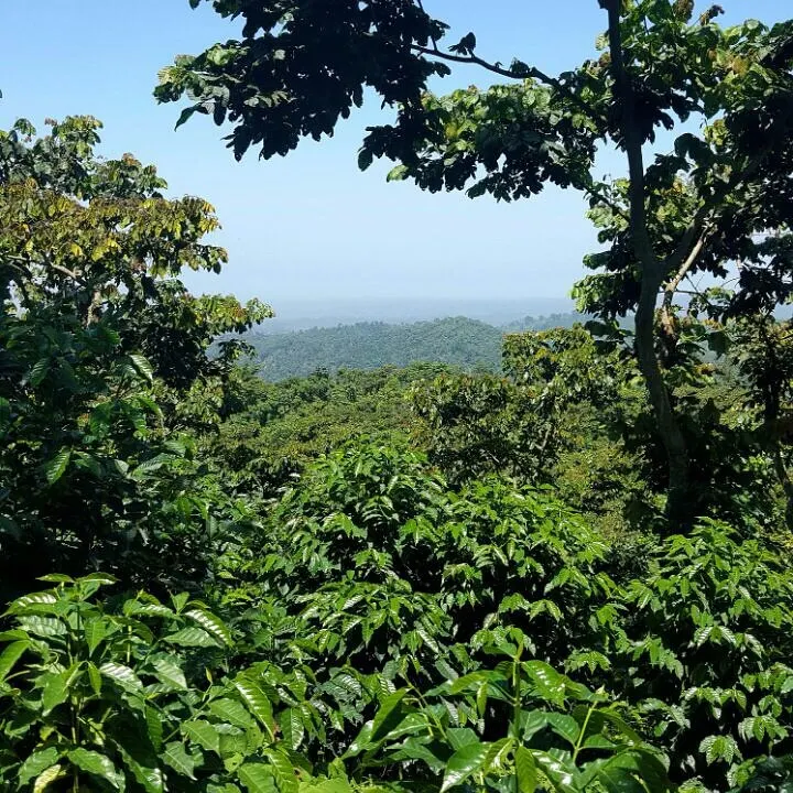 Vista del cultivo verde de la finca Culpan