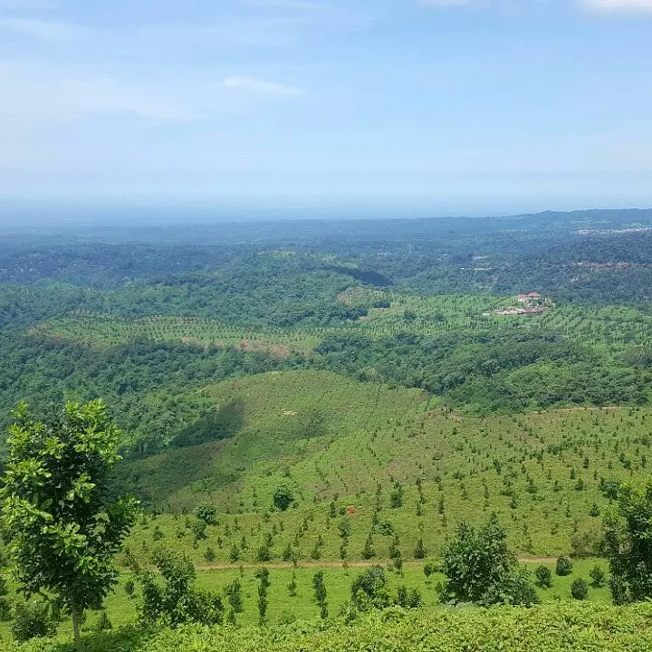 Panorama of the Culpan coffee fields on the slope