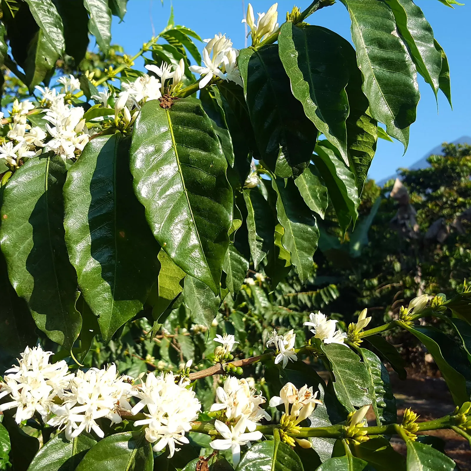 Cultivo en flor blanca bajo cielo azul en Culpan