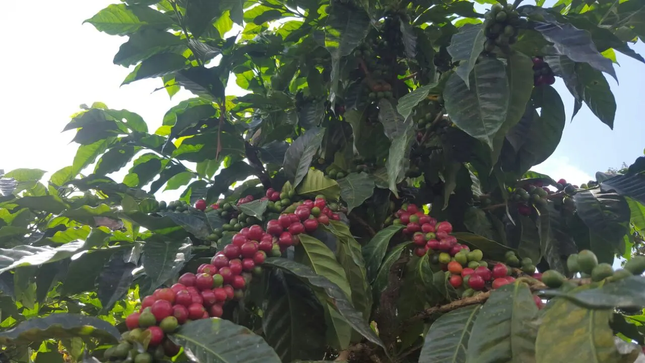 Cerezas de cafe arabigo madurando en la rama en Culpan