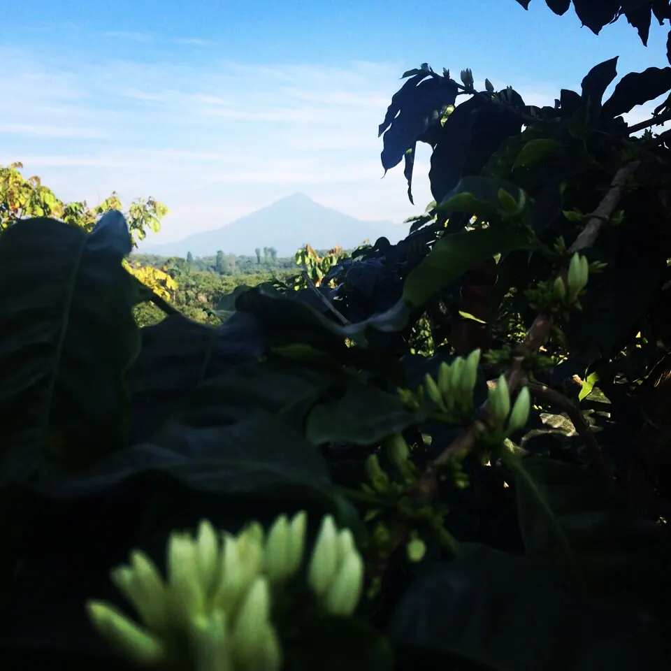 Volcan Santiaguito visto desde el cafetal de Culpan