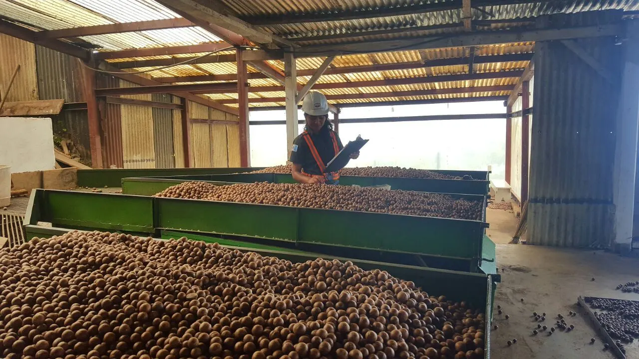 Nueces de macadamia listas para la cosecha