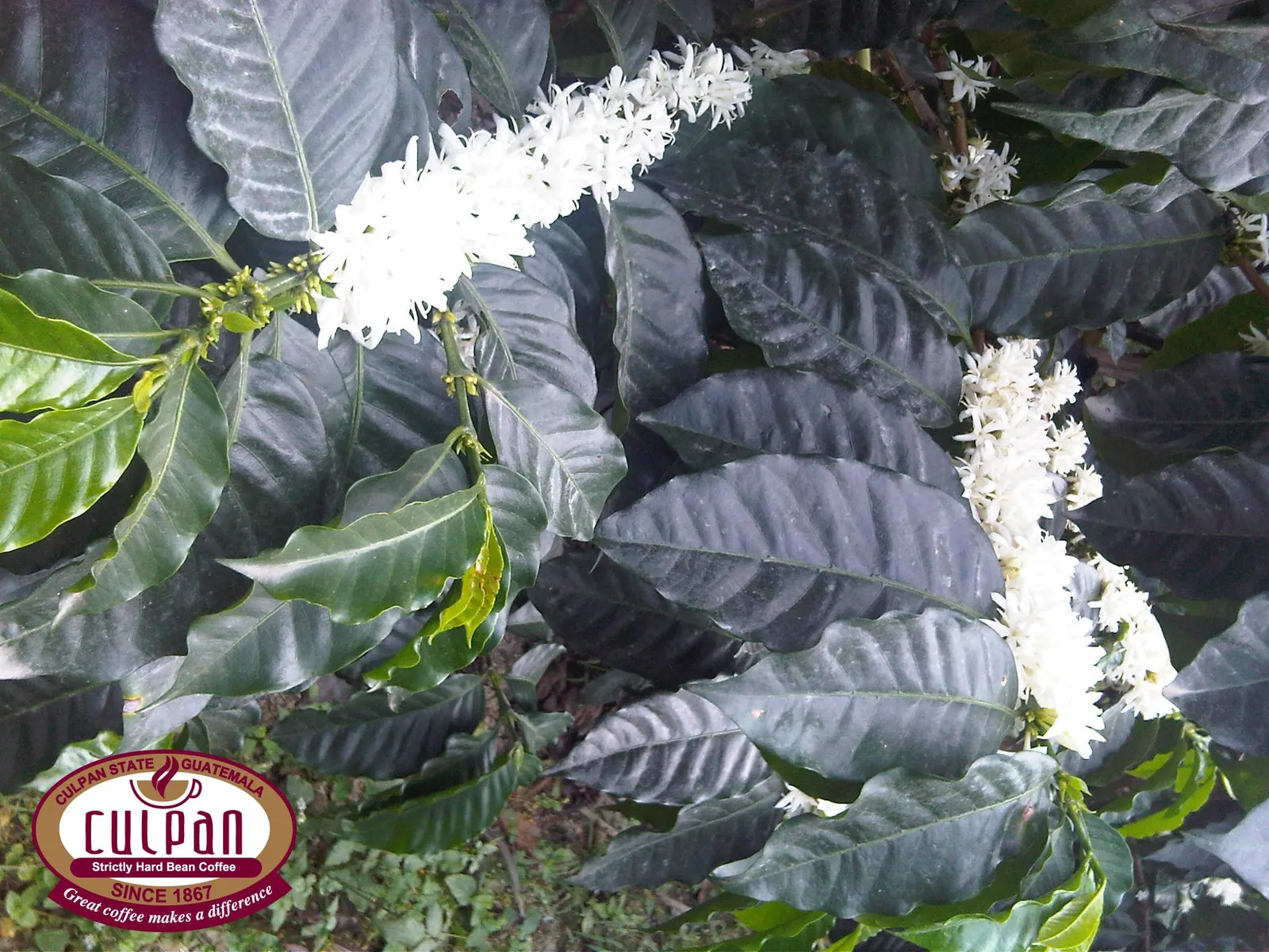 Cultivo en plena floracion blanca en la finca Culpan