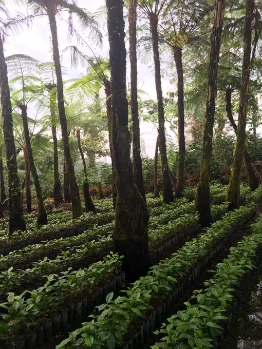 Almacigo de cafe bajo helechos arboreos del bosque