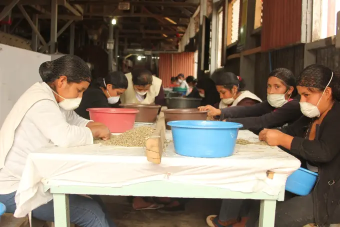 Trabajadoras escogiendo cafe en grano a mano