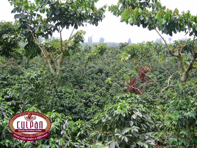Cafetal extenso bajo arboles de sombra