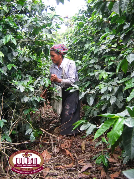 Trabajadora cosechando cafe entre las plantas