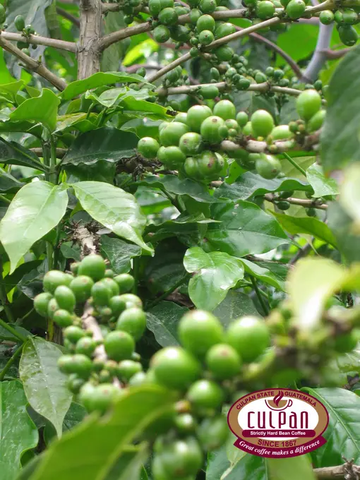 Granos de cafe verdes inmaduros en la rama