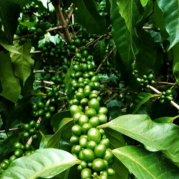 Primer plano de granos verdes de cafe