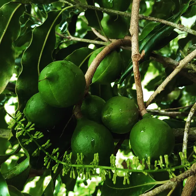 Nueces de macadamia verdes colgando del arbol