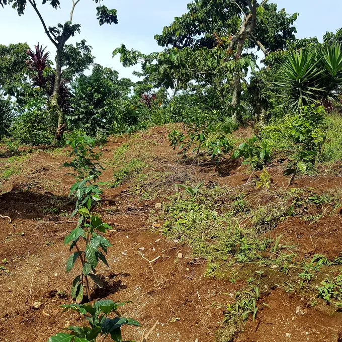 Plantas jovenes de cafe sembradas en terreno
