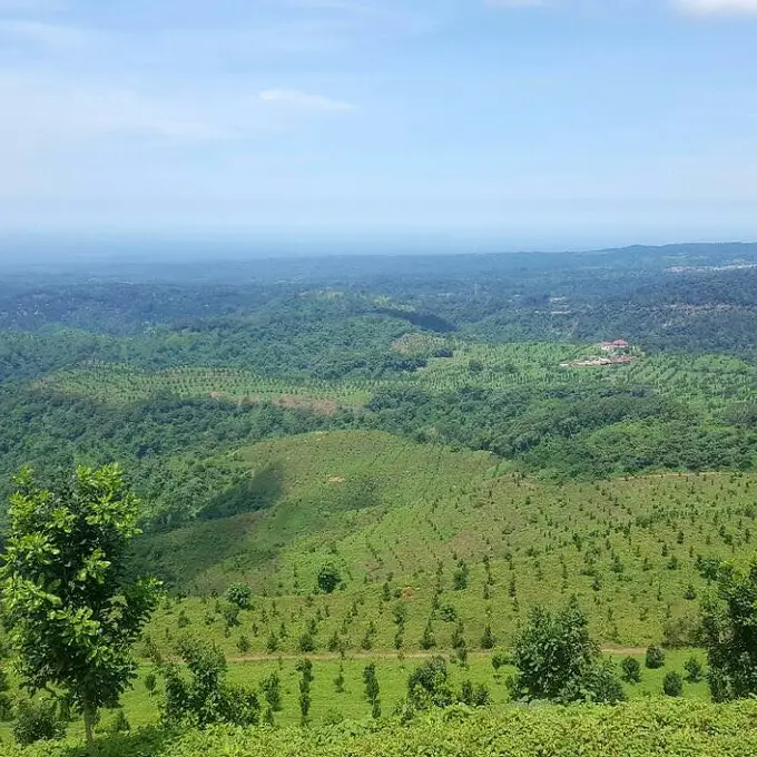 Panorama de campos de cafe en las laderas