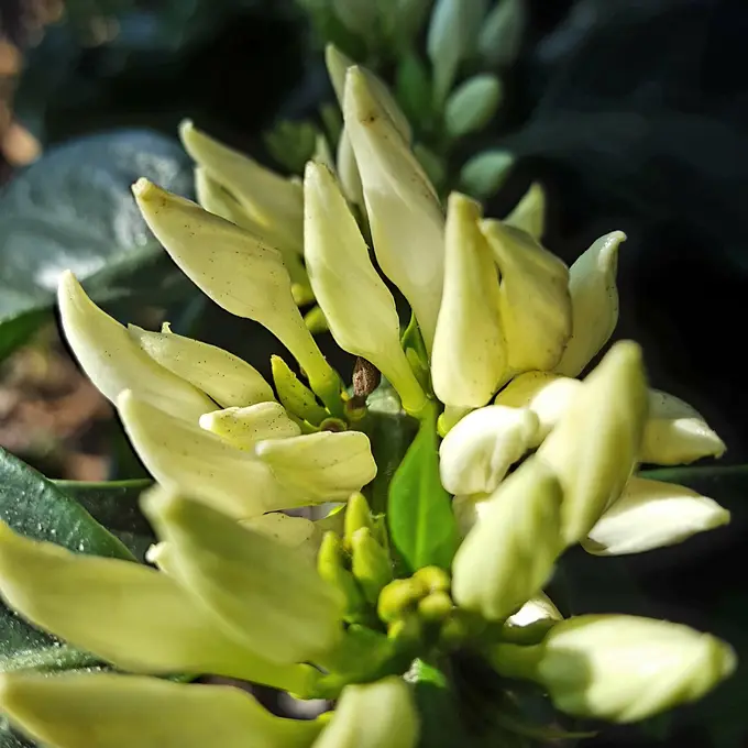 Flores de cafe a punto de abrir en rama