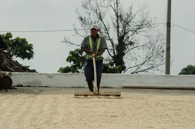Trabajador rastrillando cafe en patio de secado