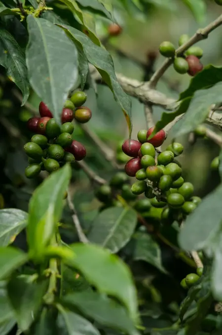 Primer plano de cerezas de cafe verdes y rojas