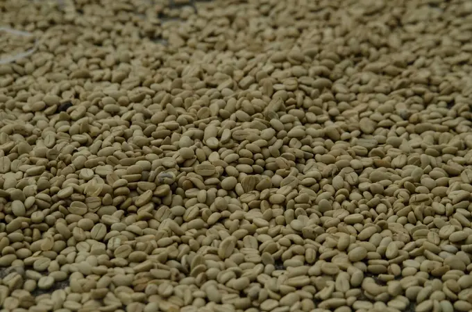 Granos de cafe verde oro secandose