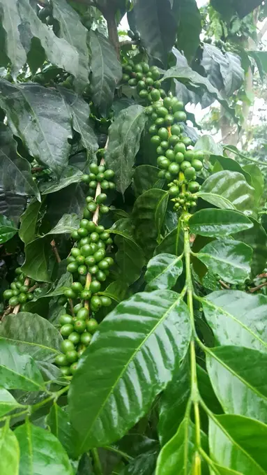 Cerezas de cafe verdes en la rama del cafeto