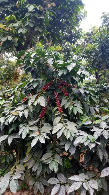 Cerezas de cafe maduras rojas en el arbol