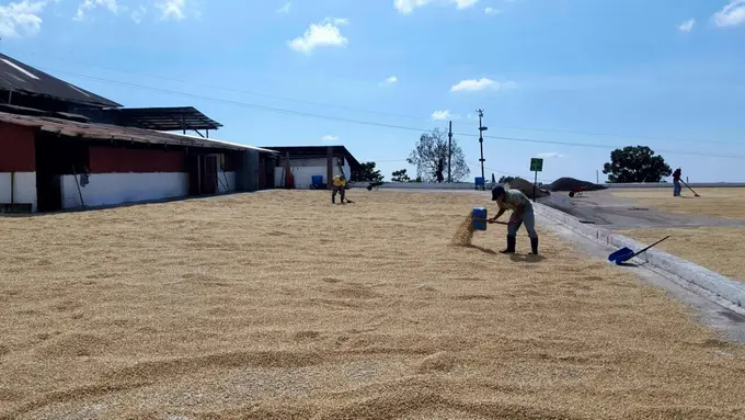 Trabajadores volteando cafe en patios de secado