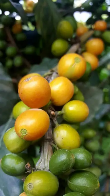 Cerezas de cafe amarillas y verdes en primer plano