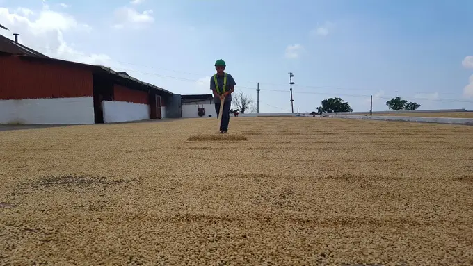 Trabajador rastrillando cafe en pergamino al sol