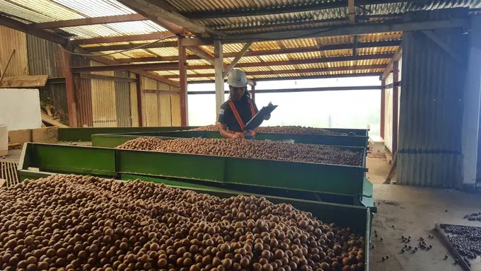 Nueces de macadamia en bandas de procesamiento