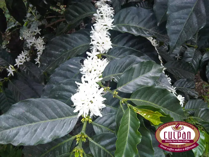 Cafeto en flor blanca con rotulo de variedad