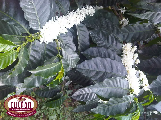 Cafetos en flor blanca abundante