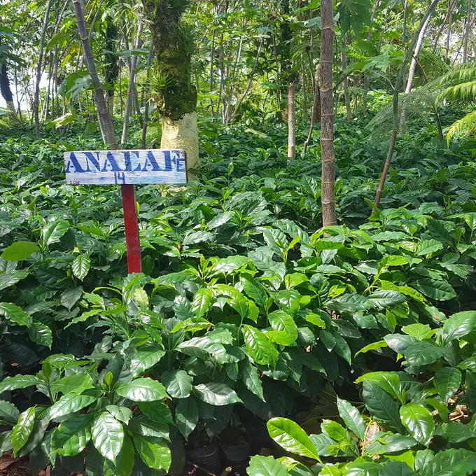 Almacigo de cafe con rotulo de variedad Anacafe