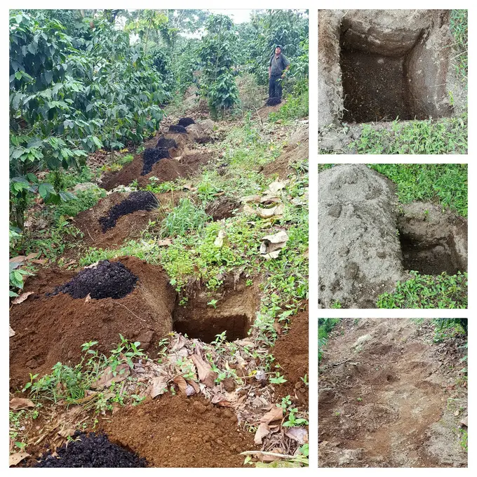 Hoyos preparados para siembra de plantas de cafe