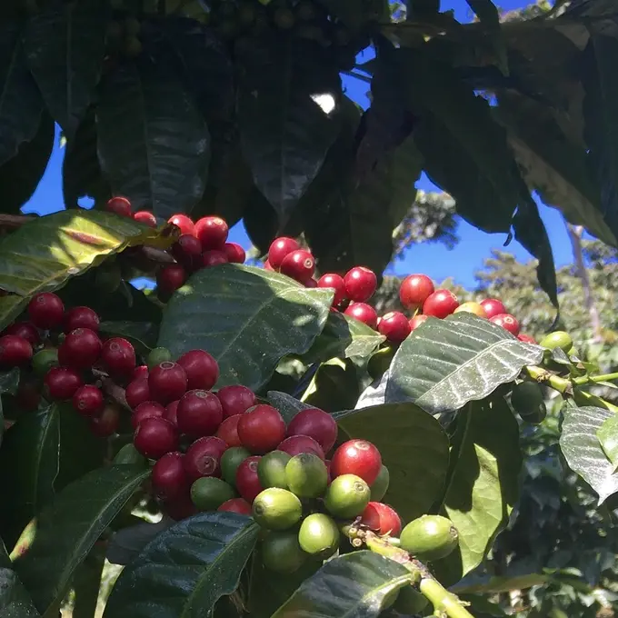 Cafeto cargado de cerezas rojas al sol