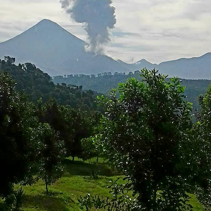 Volcan Santiaguito en erupcion sobre la macadamia
