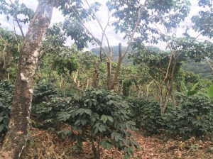 2015-01-14 11.48.25 HDR