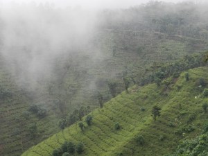 2015-07-24 13.25.52-2